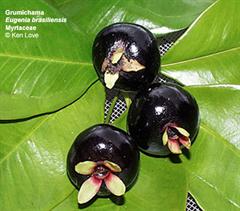 گیلاس برزیلی